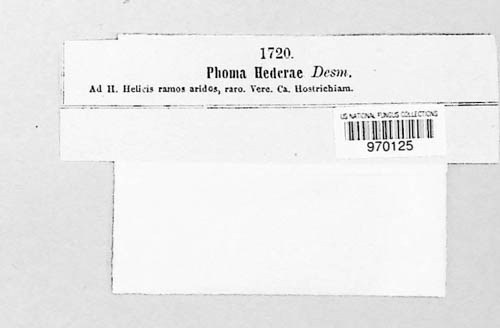 Hypoderma hederae image